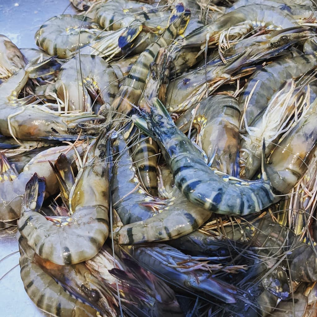 Tiger prawns